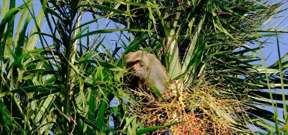 為什麼墾丁有這麼多台灣獼猴呢?