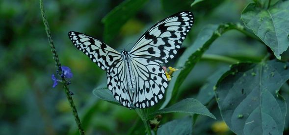 穿梭蝴蝶峽谷,牠們揮舞的翅膀就像在跟你打招呼!