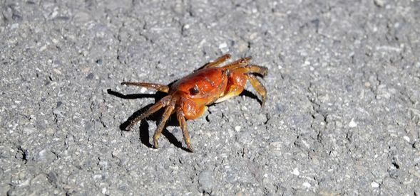 紅色的螃蟹?看起來好像被煮熟了!