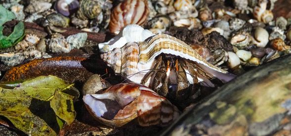 哦~原來是寄居蟹在搬家ing!