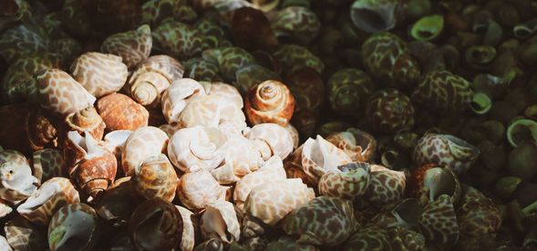 咦?為什麼這麼多貝殼?是誰住在裡面呀?
