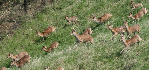 跟著解說員的步伐,帶你走進梅花鹿復育園區一探究竟!
