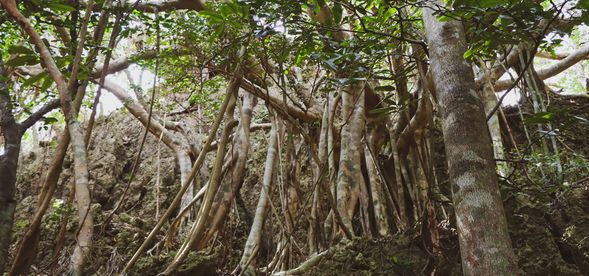 欣賞高位珊瑚礁森林生態