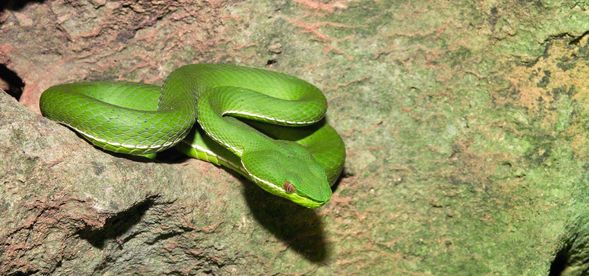 嗶嗶嗶!前方發現青竹絲!大家小心!