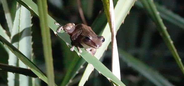 可愛的青蛙一路陪伴著我們到最後~