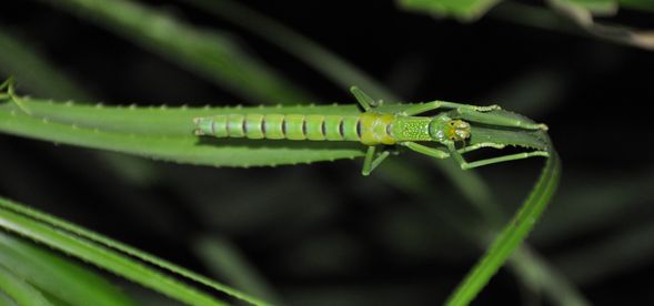 你以為竹節蟲只有咖啡色的嗎?no no no!綠色的竹節蟲顛覆你的印象!