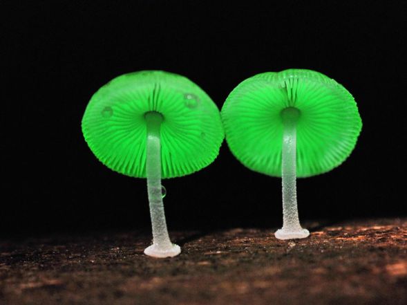咦?為什麼香菇會發光?難道…是吃了螢光劑!?