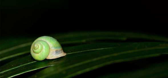拿起手電筒,一起去認識各式各樣的生物吧!
