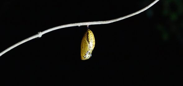 咦,是大白斑蝶的蛹!聽說牠因為飛太慢,又被叫做大笨蝶🤣