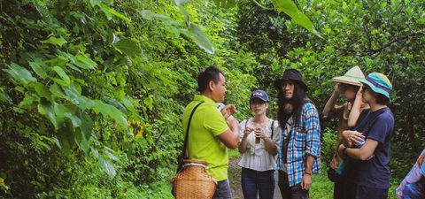 悠閒漫步茶園,茶農帶你認識港口茶、茶園生態