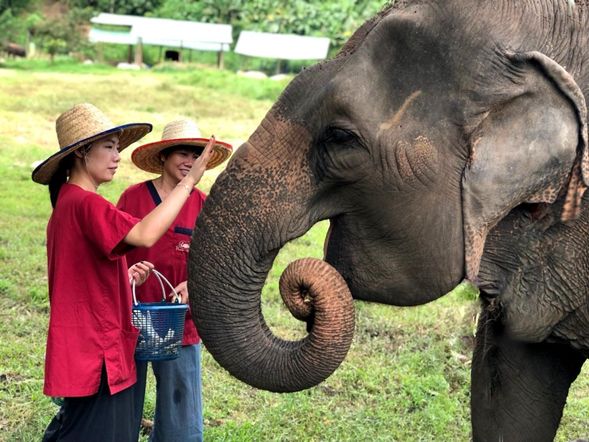 蘭東大象照顧體驗