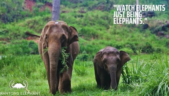 Ran-Tong Save & Rescue Elephant Centre