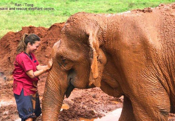 觀賞大象享受泥巴浴及玩水