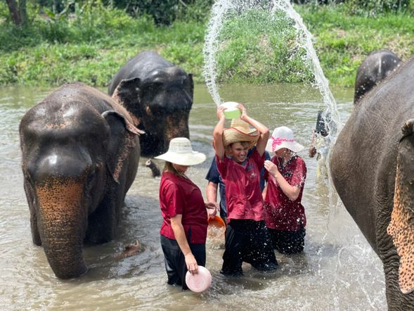可與大象一同洗澡
