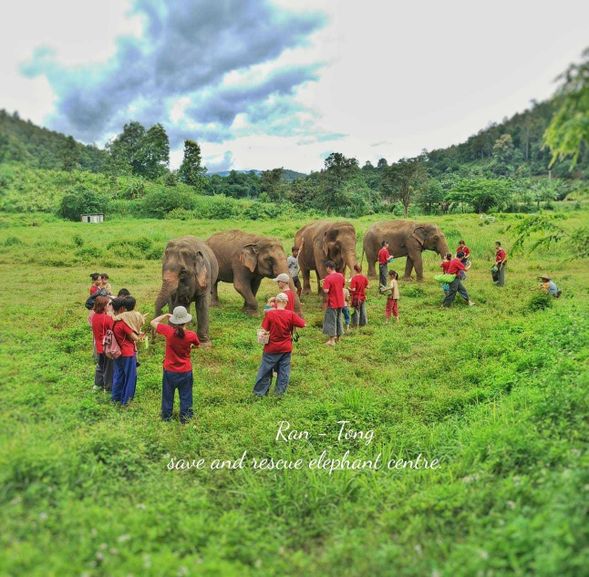與大象相見歡,步行接著觀看他們在天然家園的社交行為