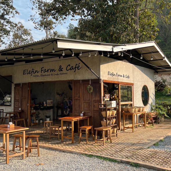 下午 13.00 – 13.30 之間導游至您酒店大廳接送,車程約一小時左右抵達清邁大象咖啡館。