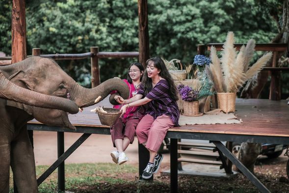 在 Elefin Terrace 喂大象食物和大象拍照約兩個小時(每位將取得 1 籃子香蕉、 1 杯飲料)