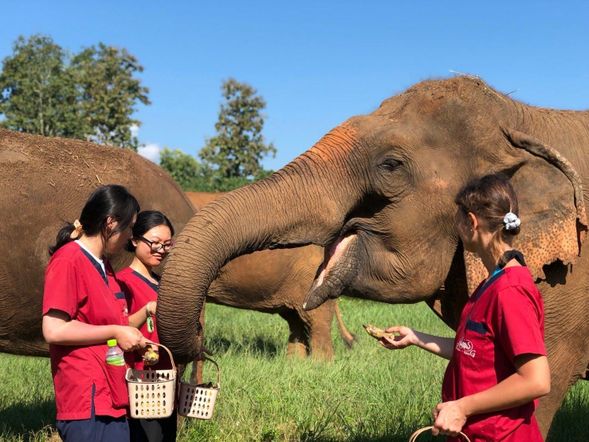 蘭東大象照顧體驗