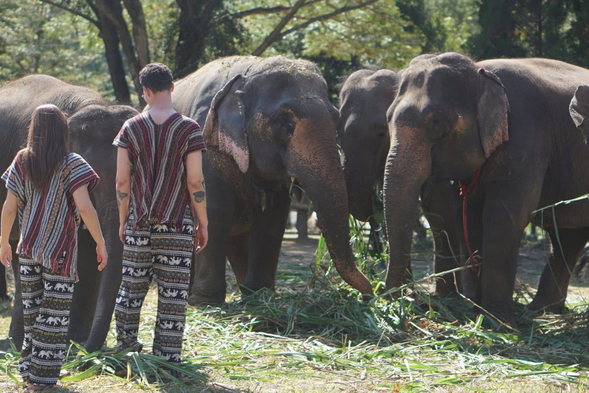 抵達 Lanna Elephant Care 友善大象園,展開【關懷大象活動】(約2.5小時)
✅ 認識大象習性與生活
✅ 與大象互動、餵食體驗
✅ 體驗泰國傳統服飾
✅ 與大象森林漫步
✅ 製作草藥球
✅ 幫大象洗澡
✅ 園區提供午餐與水果