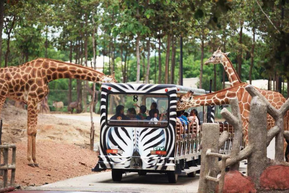 清邁夜間動物園 Chiang Mai Night Safari
✅ 全區門票+遊園車
✅ 搭乘遊園車近距離觀賞動物
✅ 體驗夜間探險氛圍
✅ 精采表演秀
✅ 適合親子與輕鬆行程