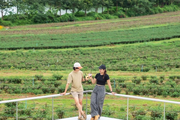 ✅前往【終點茶園站】抵達園區最高處,欣賞遼闊茶園與山景風光