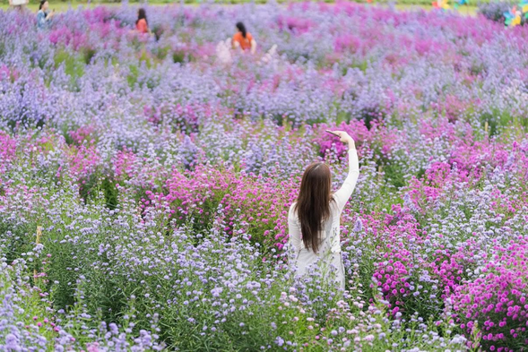 ✅漫步【花田站】感受四季花卉美景