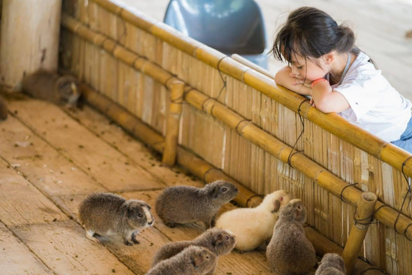 ✅造訪【小動物站】近距離觀賞可愛動物 (可自費餵食)