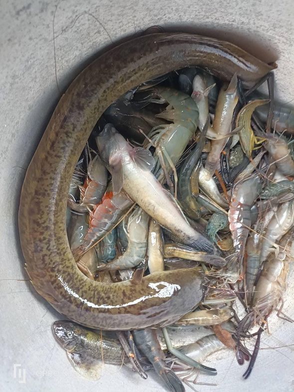 體驗傳統阿美族溪流捕抓魚蝦