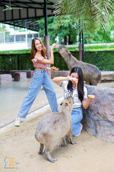 認識水豚,享受餵食和擁抱這種可愛動物的樂趣