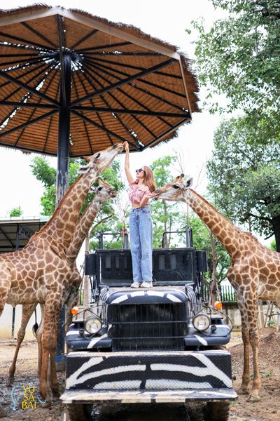 跳上野生吉普車,探索被頑皮的長頸鹿包圍的動物園