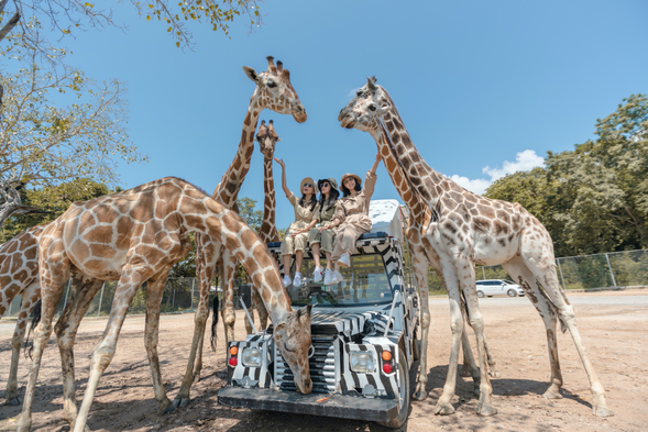 踏上令人興奮的生態之旅,在北碧府野生動物園近距離接觸高大的長頸鹿