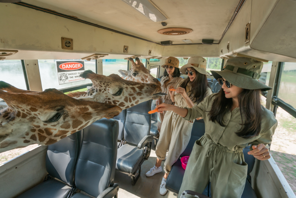 乘坐園區巴士在園區探險,與長頸鹿親密接觸