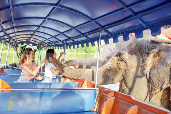 在船上享受獨特的餵食體驗,與大象近距離接觸
