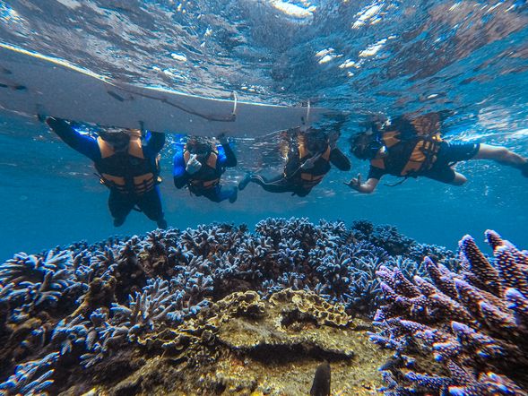 東嶼坪紫色珊瑚礁浮潛+體驗sup立式划槳+海上魔毯