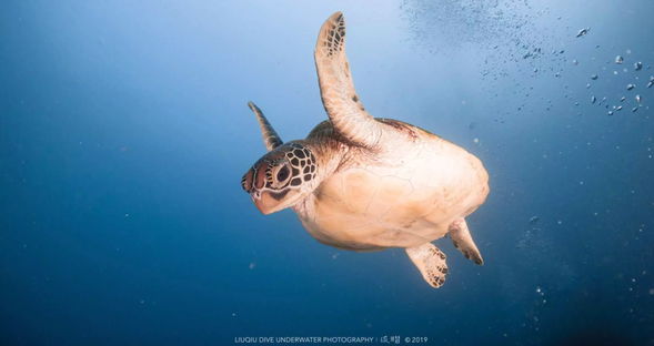 想看可愛的海龜嗎,快來小琉球琉潛一起玩