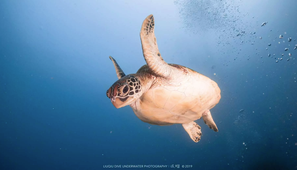 在海龜密集度最高的小琉球,一同與海龜在水底悠遊