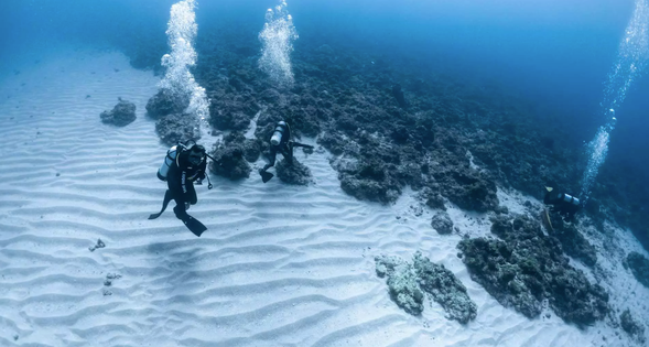 親深下水與海底生物共遊,體會生命的美麗與優雅
