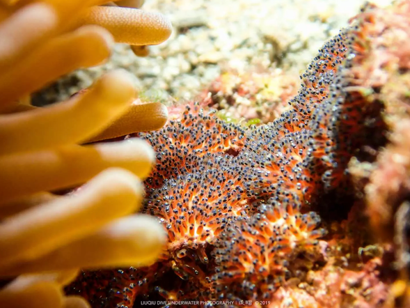 專業教練帶你探索豐富的海底生物
