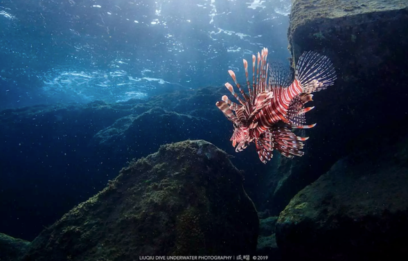 看獅子魚在海裡悠遊