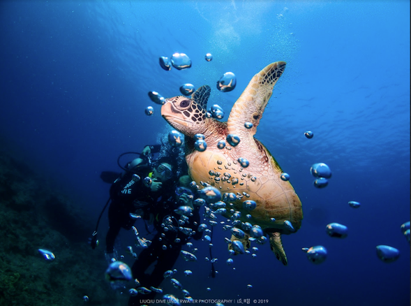 Everything about Liuqiu Island begins with meeting the green sea turtle.