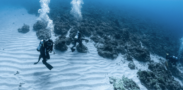 Personally dive in and swim with the marine life, experiencing the beauty and grace of life