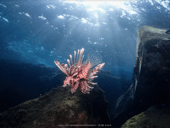 看獅子魚在海裡悠遊