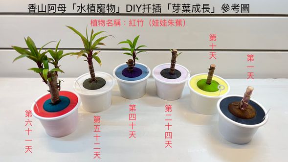 香山阿母文創館植物扦插體驗
