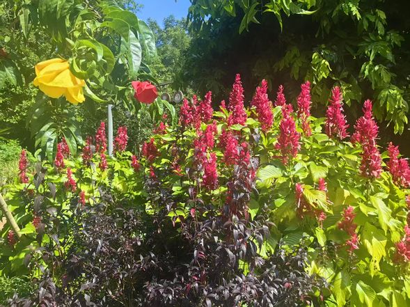 早餐后乘车前往【中科院植物园】(不含电瓶车 1200 日元/人, 游览时间 120 分钟) 在这里有 1万 3
千多种珍稀植物、百花园、民族植物园、榕树园、奇花异卉园、名人名树园、珍稀濒危植物迁地保护区等 35 个专类园区让您流连忘返。顶天立地的“大板根”、残忍的“绞杀植物”、气势磅礴的“独木成林”、五彩缤纷的“空中花园”
后乘车前往【傣族园】(不含电瓶车 1500日币/人,游览时间: 120 分钟) ,西双版纳傣族园是国家 AAAA 级风景区, 由五个保存最完好的傣族原始自然生态村寨组成, 是西双版纳傣民族的缩影, 浓缩了傣民族文化的精华, 展现了典型的热带田园风光 。