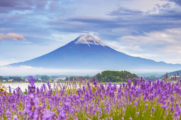 河口湖大石公园(约50分钟,非季节限定期间前往大石公园,不去其他季节限定景点)
河口湖枫叶回廊、河口湖樱花祭