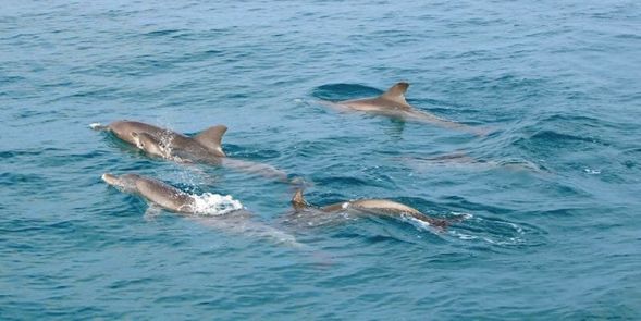 If we are lucky, will se a dolphins at Maithon Island