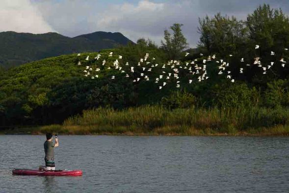 在秋季與白鷺鷥來一場水上約會