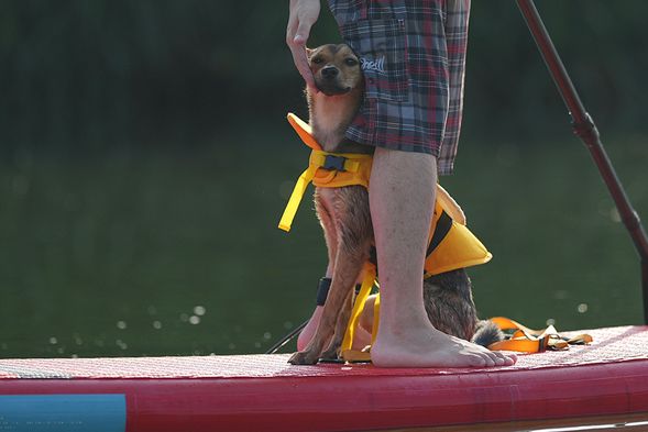 毛孩一起冒險探索世界