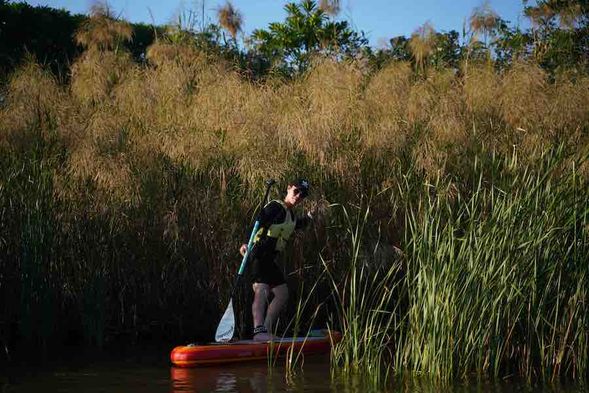 在河道上探索追尋芒草的足跡