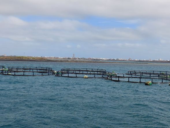 無汙染的澎湖 引進挪威養殖技術 養殖好吃的海鱺魚
